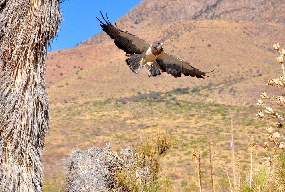 Hawk in flight over the desert