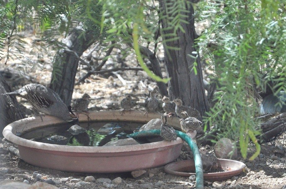 Gambel's quail at a desert water basin